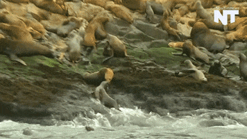 sea lion news GIF by NowThis 