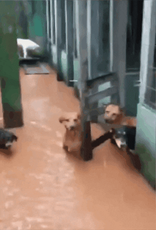 Dogs Weather GIF by Storyful