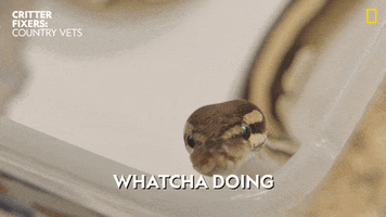 National Geographic Snake GIF by Nat Geo Wild