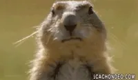 https://media3.giphy.com/media/BAKUHQxl7y7Zu/200w.webp?cid=ecf05e47hb9lwmfhp80o1fbz5m68eu9s22m8zhnvknnrz4a9&rid=200w.webp&ct=g