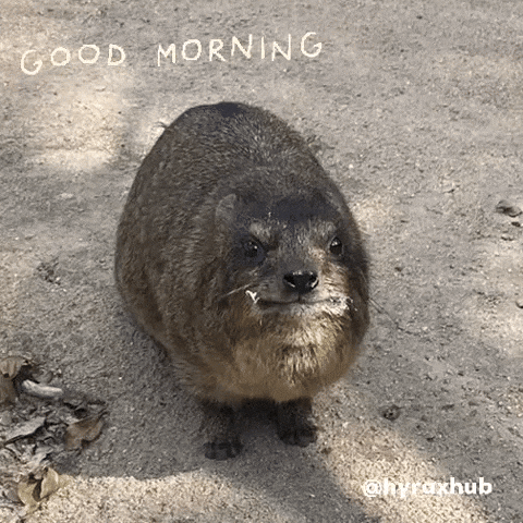 Wildlife What GIF