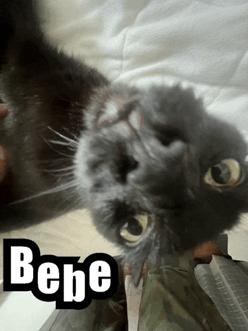 Cat GIF