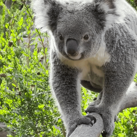 Australia Walk GIF by San Diego Zoo Wildlife Alliance