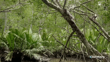 survive discovery channel GIF by Discovery Europe