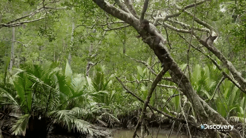 Its-a-jungle-out-there GIFs - Get the best GIF on GIPHY