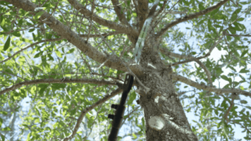 Tree Cutting GIF by GEMLUX