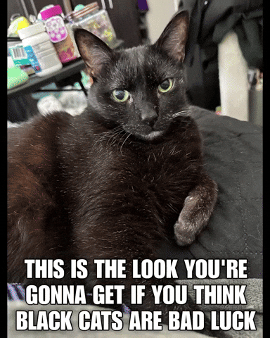 Black Cat GIF