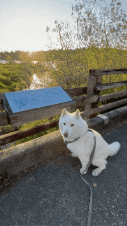 Excited Jump GIF