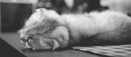 Black And White Cat GIF - Find & Share on GIPHY