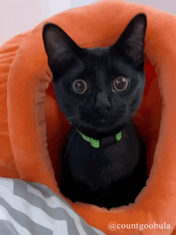Cat Jump GIF