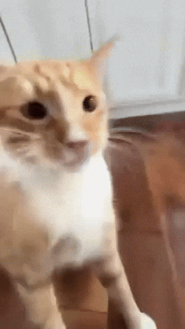 Cat Orange GIF