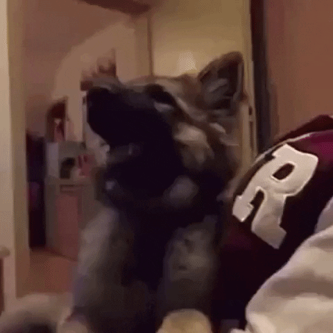 dog GIF by The Videobook