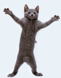 Dancing-cats GIFs - Get the best GIF on GIPHY