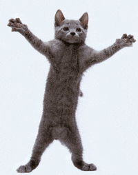 Dancing-cats GIFs - Get the best GIF on GIPHY Dancing-cats GIFs - Get the best GIF on GIPHY