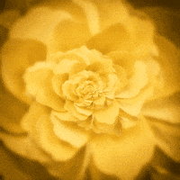 yellow loop GIF