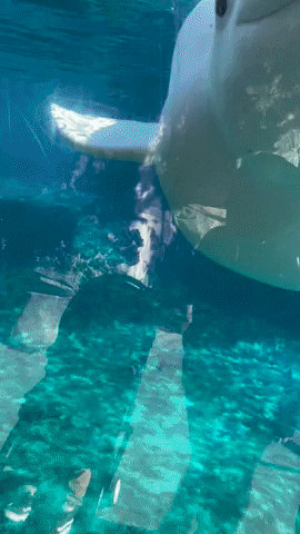 Mystic Aquarium Juno GIF by namslam