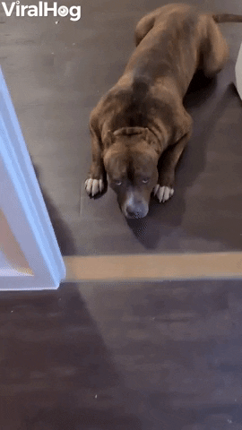 Dog Looks Guilty After Chewing Up Driver License GIF by ViralHog