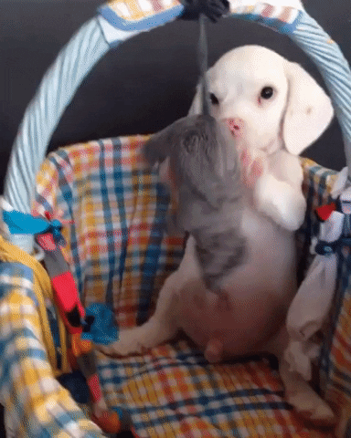 luanazgd dog play GIF