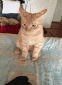 Cute-cat GIFs - Get the best GIF on GIPHY