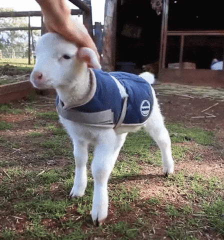 lamb GIF