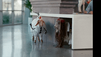 Pirates Of The Caribbean Goat GIF by Disney+