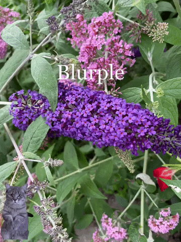 giphy.gif?cid=5e214886d0d982caf70c9da919da871a3db561249daa3335&rid=giphy.gif&ct=g