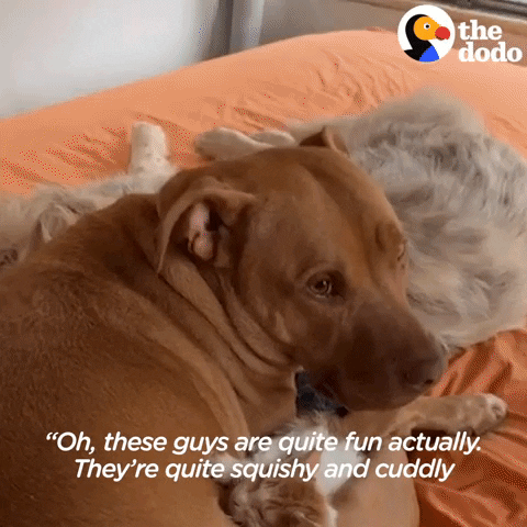 Dog Cats GIF by The Dodo