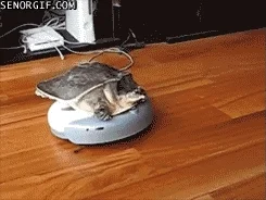turtle they see me rollin GIF by Cheezburger
