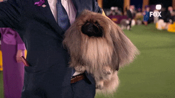 2021 Best In Show GIF by Westminster Kennel Club
