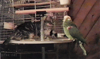 parrot fighting GIF