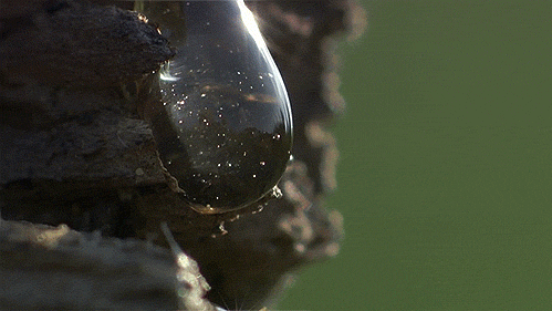 tree sap flowing down