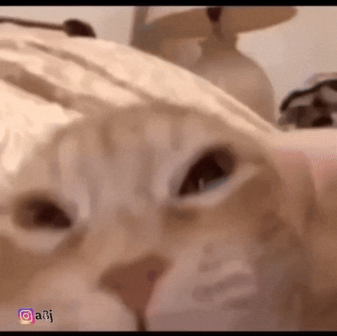 Cat GIF