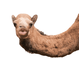 Video gif. A camel's face superimposed with a human mouth says, Guess what day it is? The video zooms out on the camel as it bounces beneath text that reads, Hump day! 