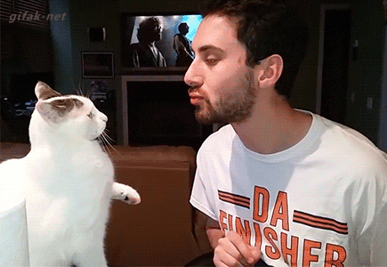 cat kiss GIF