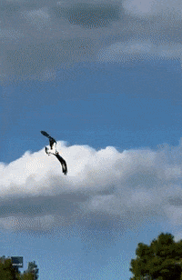 parrot flying gif