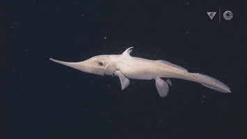 Deep Sea Ghost GIF by Monterey Bay Aquarium