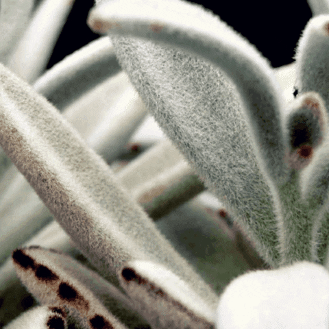 Plant Panda GIF by AquariumMe