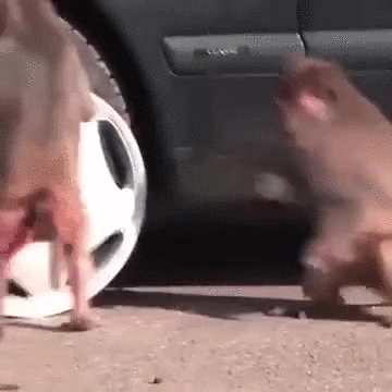 Monkey Stealing GIF