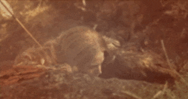 lady gaga guy GIF