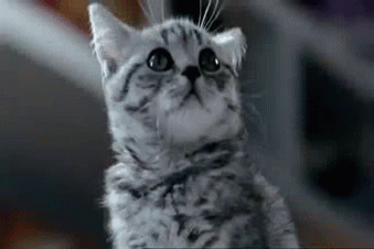 squish that cat gif squish that cat gif