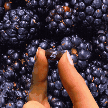 Jelly Belly GIF