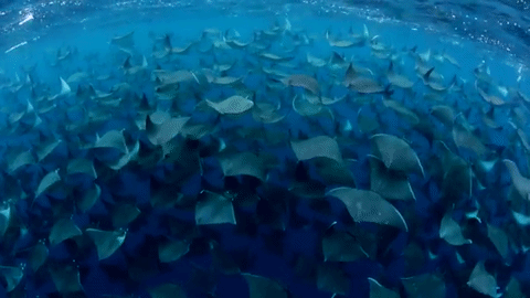 rays