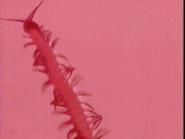 Centipede GIF
