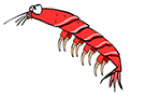 Evil Shrimp GIFs - Find & Share on GIPHY