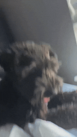 Dog GIF
