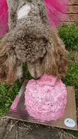Birthday Cake Hungry Dog GIF by Geekster Pets