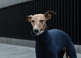 Lolly The Whippet GIF