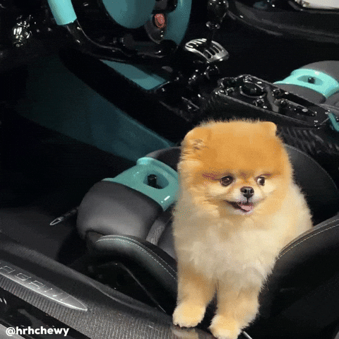Pomeranian Happy Dog GIF