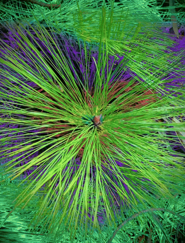 Pine GIF
