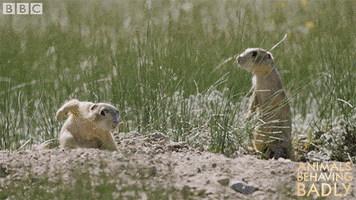prairie dog family GIF by BBC Earth